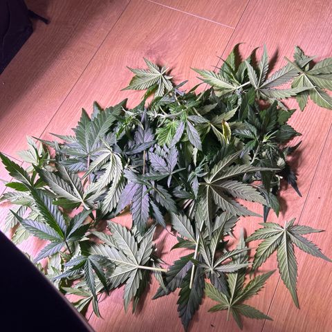 Green Passion  growlog timeline photo