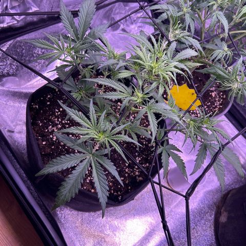 Green Passion  growlog photo: LED 100%