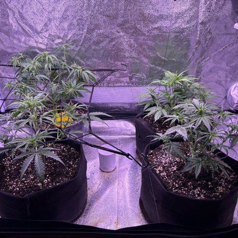 Green Passion  growlog photo: LED 100%