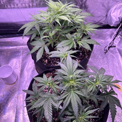 Green Passion  growlog photo: LED 100%
