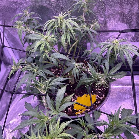 Green Passion  growlog photo: LED 100%