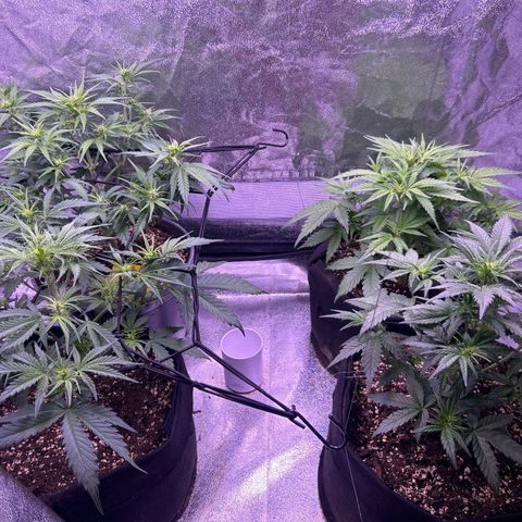 Green Passion  growlog timeline photo