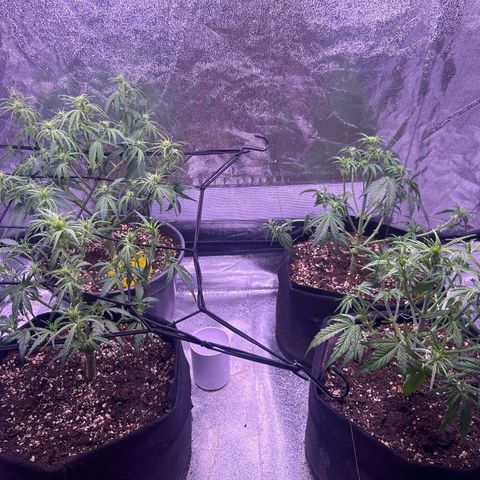 Green Passion  growlog timeline photo