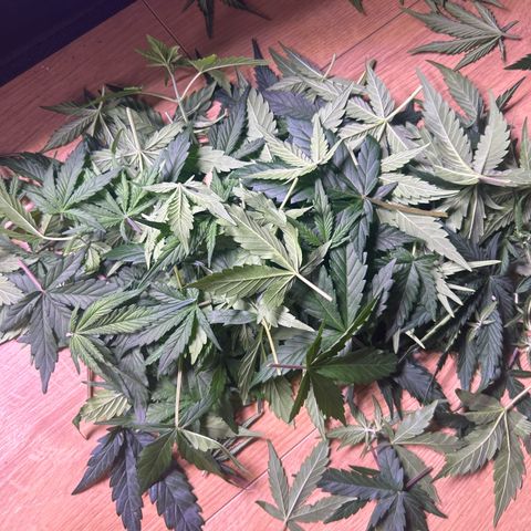 Green Passion  growlog timeline photo