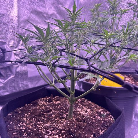 Green Passion  growlog timeline photo