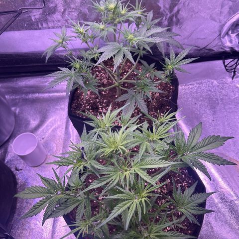 Green Passion  growlog timeline photo