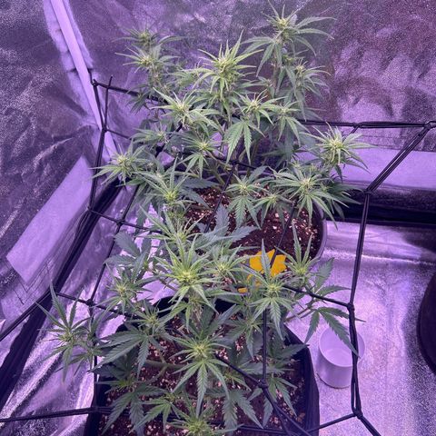 Green Passion  growlog timeline photo
