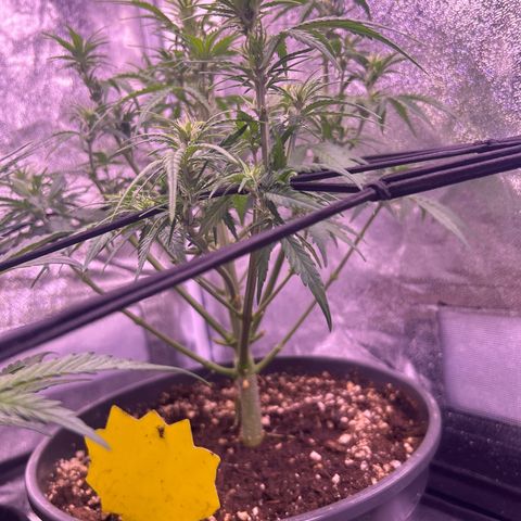 Green Passion  growlog timeline photo