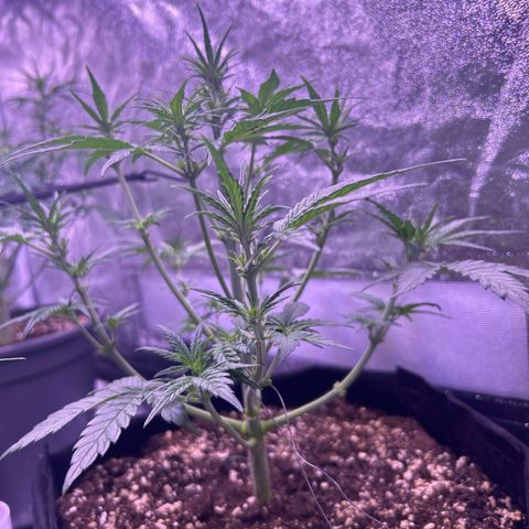 Green Passion  growlog timeline photo