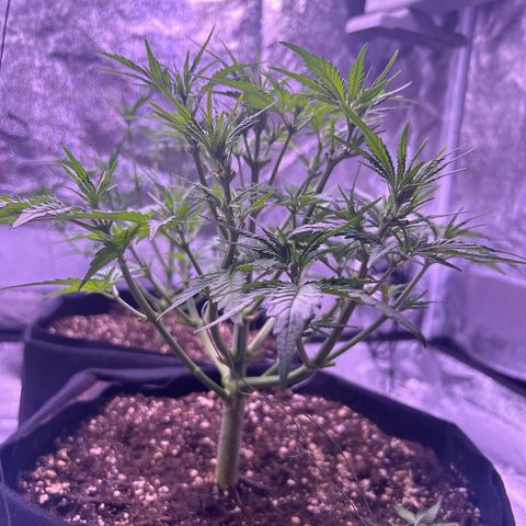 Green Passion  growlog timeline photo