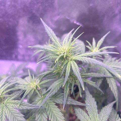 Green Passion  growlog timeline photo