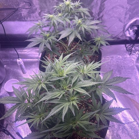 Green Passion  growlog timeline photo
