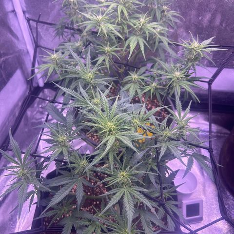 Green Passion  growlog timeline photo