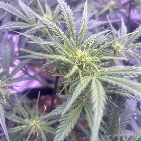 Green Passion  growlog timeline photo
