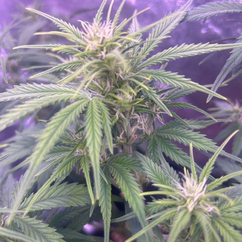 Green Passion  growlog timeline photo