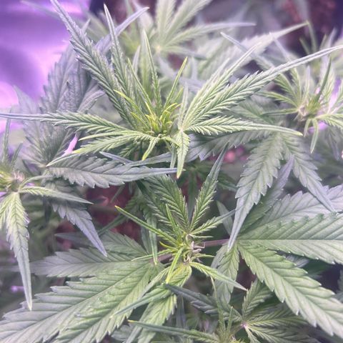 Green Passion  growlog timeline photo
