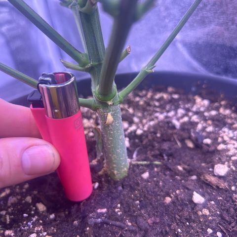 Green Passion  growlog timeline photo