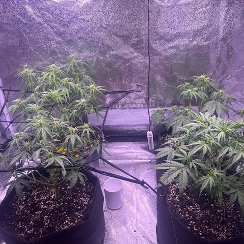Green Passion  growlog photo: Links hinten 33cm links vorne 30
Rechts hinten 28 rechts vorne 30 cm 