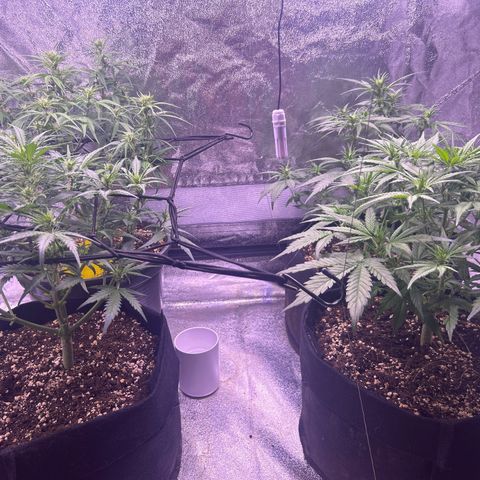 Green Passion  growlog photo: Wachstum der Blätter ist unglaublich nach 2 Tagen wieder voll mit Blättern 