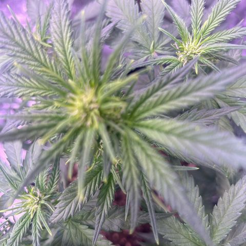 Green Passion  growlog photo: Spitzen leicht gelblich nächstes gißen ohne Dünger!!!!