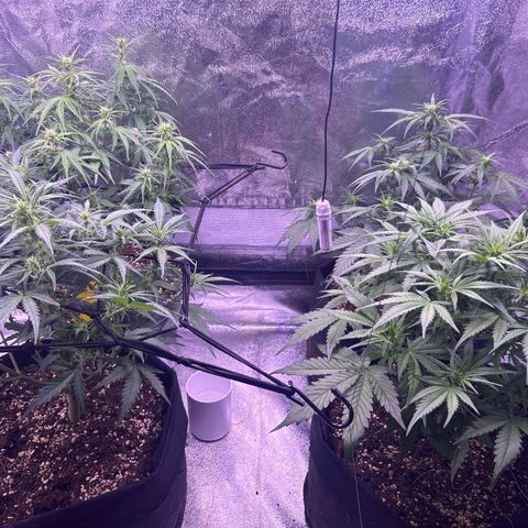 Green Passion  growlog timeline photo