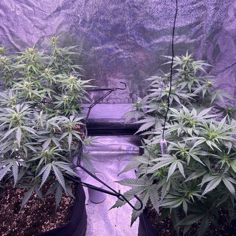 Green Passion  growlog timeline photo