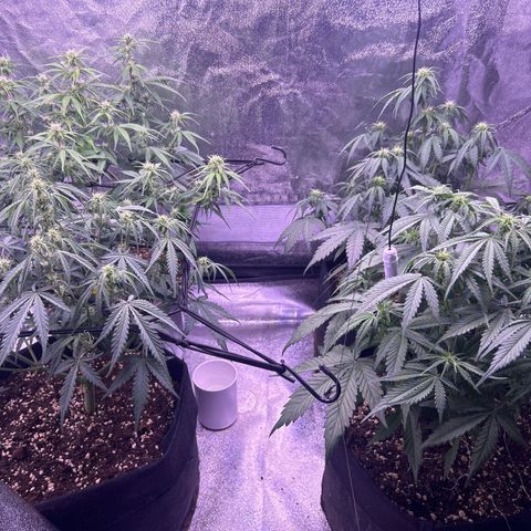 Green Passion  growlog timeline photo