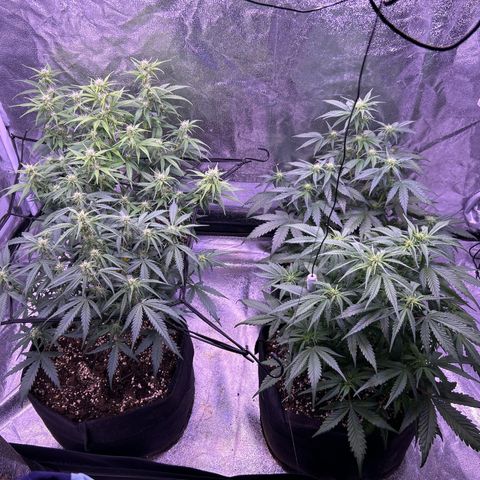 Green Passion  growlog timeline photo