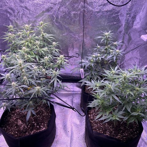 Green Passion  growlog timeline photo