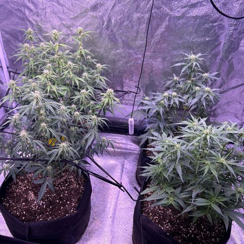 Green Passion  growlog timeline photo