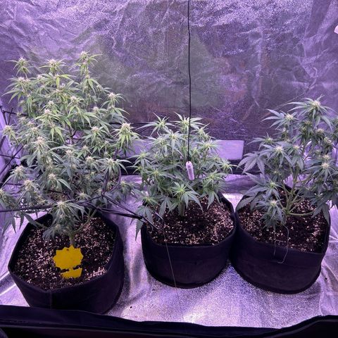 Green Passion  growlog timeline photo