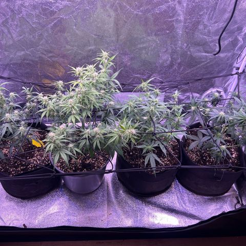 Green Passion  growlog timeline photo