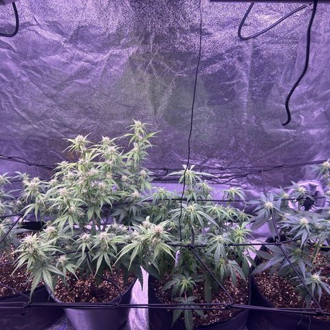 Green Passion  growlog timeline photo