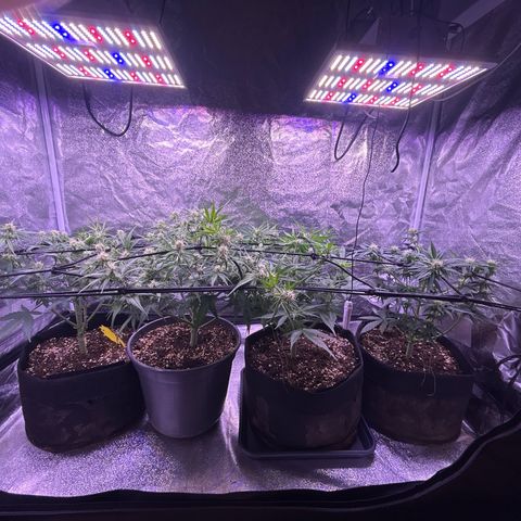 Green Passion  growlog photo: Ls Training 
