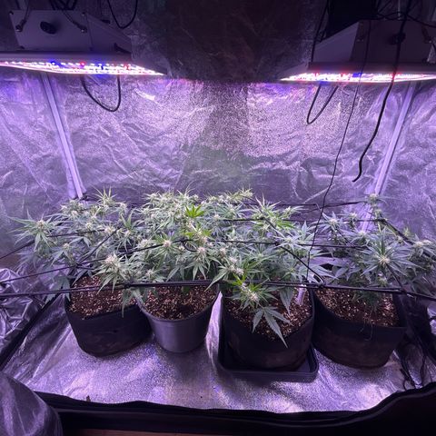 Green Passion  growlog photo: Ls Training 