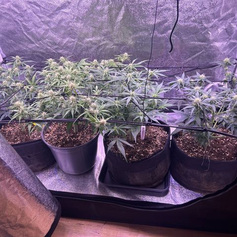 Green Passion  growlog timeline photo