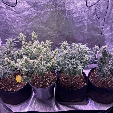 Green Passion  growlog timeline photo