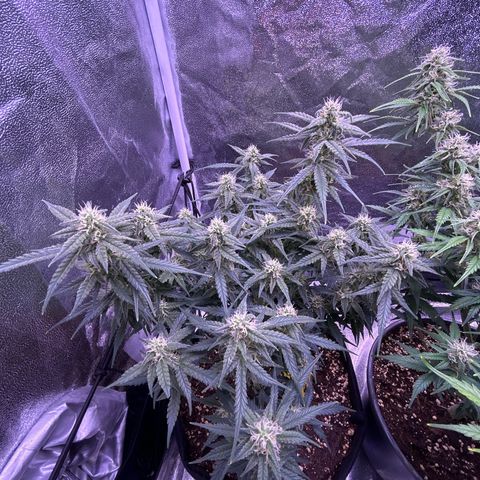 Green Passion  growlog timeline photo