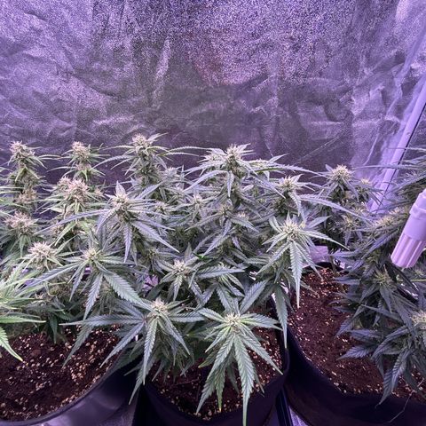 Green Passion  growlog timeline photo