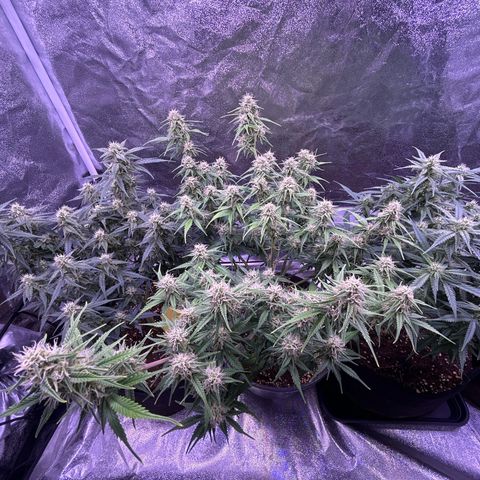 Green Passion  growlog timeline photo