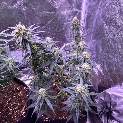 Green Passion  growlog timeline photo