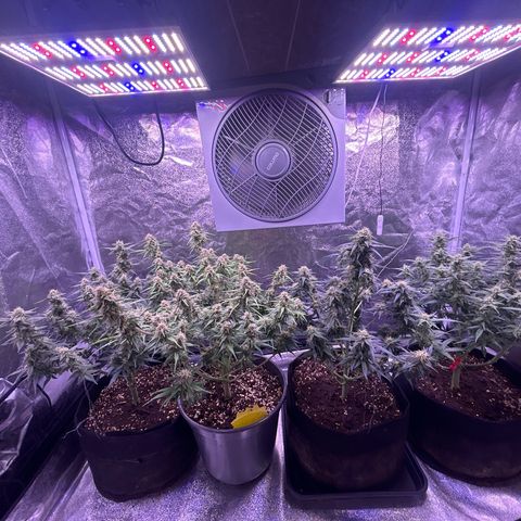 Green Passion  growlog timeline photo