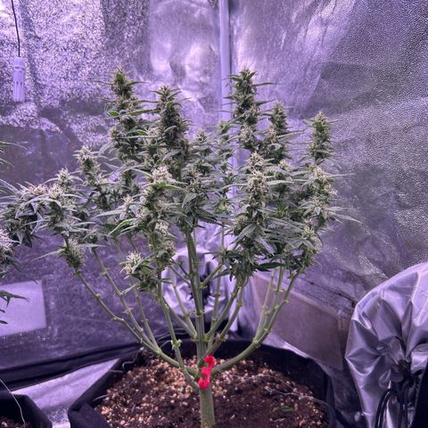 Green Passion  growlog timeline photo