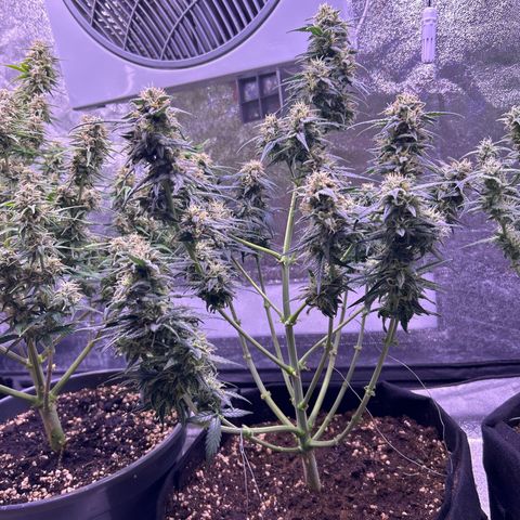 Green Passion  growlog timeline photo