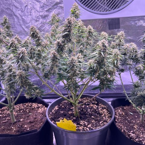 Green Passion  growlog timeline photo