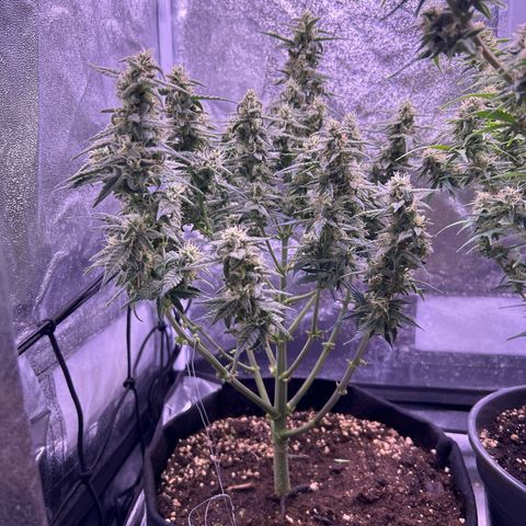 Green Passion  growlog timeline photo