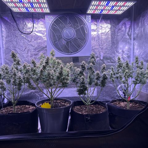 Green Passion  growlog timeline photo
