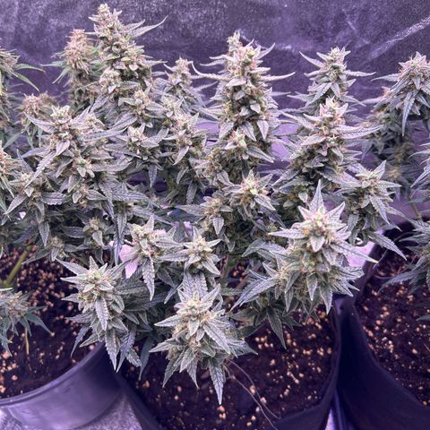 Green Passion  growlog timeline photo