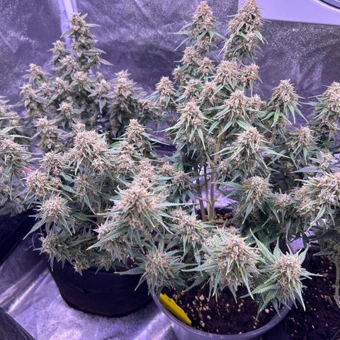 Green Passion  growlog timeline photo