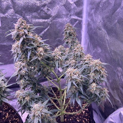 Green Passion  growlog timeline photo